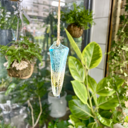 特選株 オリーブの木 オリーブ souju ミッション 12号 その他