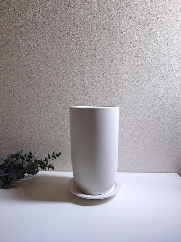 ●数量限定●　大きめ美樹形　白木　希少　”フィカス・ベンガレンシス（曲げ木）ロング陶器鉢カバー/受け皿セット”　観葉植物 7枚目の画像