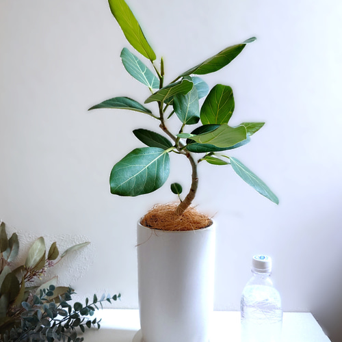 白木の天然木鉢カバー