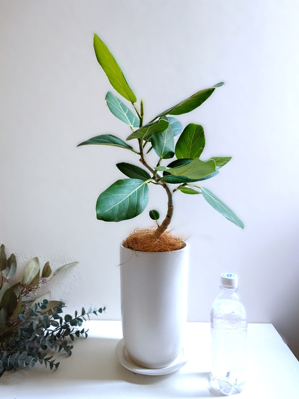 ●数量限定●　大きめ美樹形　白木　希少　”フィカス・ベンガレンシス（曲げ木）ロング陶器鉢カバー/受け皿セット”　観葉植物 4枚目の画像