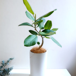 ●数量限定●　大きめ美樹形　白木　希少　”フィカス・ベンガレンシス（曲げ木）ロング陶器鉢カバー/受け皿セット”　観葉植物 1枚目の画像