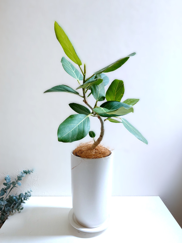 ●数量限定●　大きめ美樹形　白木　希少　”フィカス・ベンガレンシス（曲げ木）ロング陶器鉢カバー/受け皿セット”　観葉植物 1枚目の画像