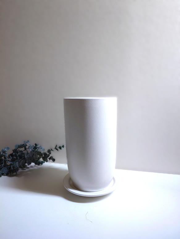 ●数量限定●　大きめ美樹形　白木　希少　”フィカス・ベンガレンシス（曲げ木）ロング陶器鉢カバー/受け皿セット”　観葉植物 5枚目の画像