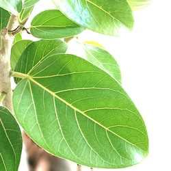 ●数量限定●　大きめ美樹形　白木　希少　”フィカス・ベンガレンシス（曲げ木）ロング陶器鉢カバー/受け皿セット”　観葉植物 3枚目の画像