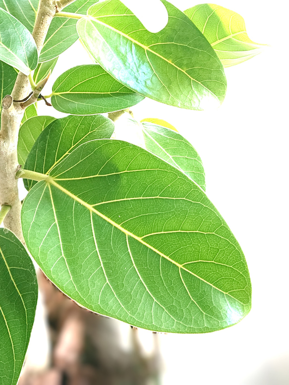 ●数量限定●　大きめ美樹形　白木　希少　”フィカス・ベンガレンシス（曲げ木）ロング陶器鉢カバー/受け皿セット”　観葉植物 3枚目の画像