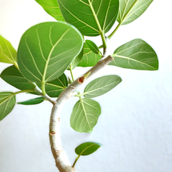 ●数量限定●　大きめ美樹形　白木　希少　”フィカス・ベンガレンシス（曲げ木）ロング陶器鉢カバー/受け皿セット”　観葉植物 2枚目の画像