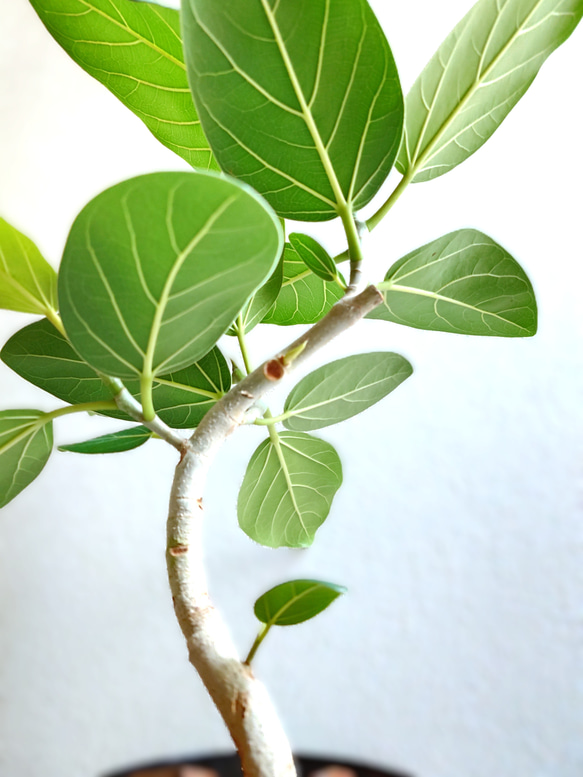 ●数量限定●　大きめ美樹形　白木　希少　”フィカス・ベンガレンシス（曲げ木）ロング陶器鉢カバー/受け皿セット”　観葉植物 2枚目の画像