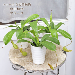現品販売 観葉植物 リプサリス ラムローサ 7号(21cm) 吊り鉢