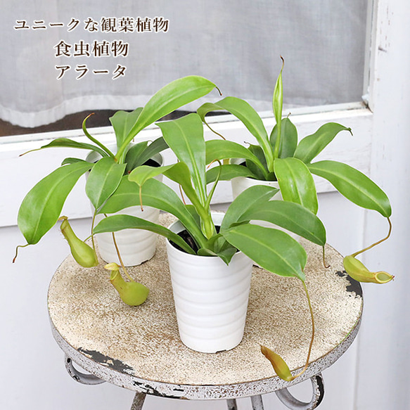 観葉植物 食虫植物 ウツボカズラ ネペンテス アラータ 3号 熱帯植物
