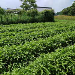 藍錠・沈殿藍・泥藍・藍顔料（国産）20g ◆ 草木染（材料）天然・植物顔料 3枚目の画像