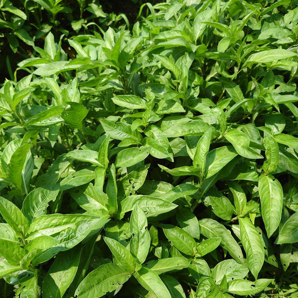 藍錠・沈殿藍・泥藍・藍顔料（国産）20g ◆ 草木染（材料）天然・植物顔料 2枚目の画像