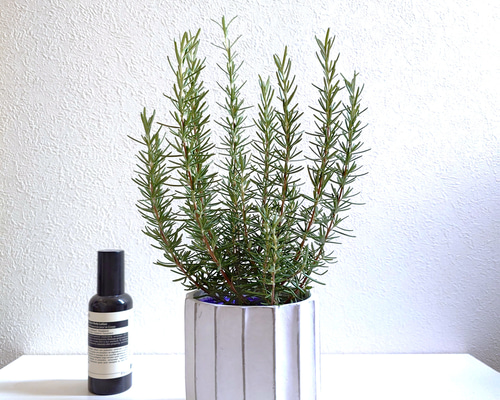 専用　ローズマリー エバーフレッシュ　赤色鉢カバー 専用 ローズマリー エバーフレッシュ 赤色鉢カバー 専用 ローズ