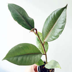 【再入荷】フィカス スウィートハート 2株 登録品種 観葉植物 calmcafe 再入荷】フィカス スウィートハート 2株 登録品種 観葉植物 calmcafe