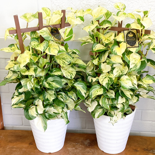 ポトス♪ ステータス 斑入り フェンス仕立て その他インテリア雑貨 M