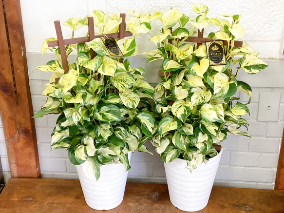 ポトス♪ ステータス 斑入り フェンス仕立て その他インテリア