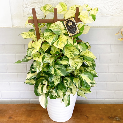 ［現品］【希少】50番　ポトス　ステータス　7号　フェンス仕立て　観葉植物　レア 現品］【希少】50番 ポトス ステータス 7号 フェンス仕立て 観葉植物 レア