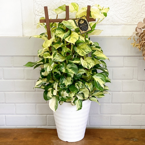 ポトス♪ ステータス 斑入り フェンス仕立て その他インテリア雑貨 M