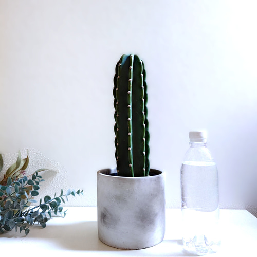 多肉植物セット 青色とグレーの鉢*6 多肉植物セット 青色とグレーの鉢*6 2023】初心者でも育てやすい