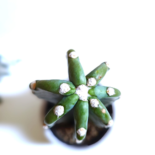 叢　多肉植物　アートピース　作家　作元朋子　激レア　希少　珍品 サボテン　植木鉢 叢 多肉植物 アートピース 作家 作元朋子 激レア 希少 珍品 サボテン