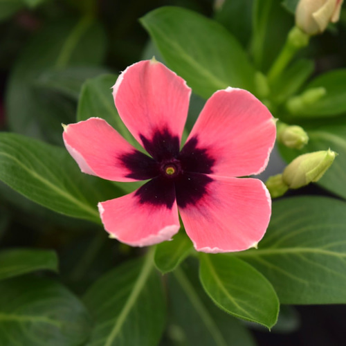 北島園芸さん】ニチニチソウ 「モネ」ビンカ 花苗 花 苗 ガーデニング