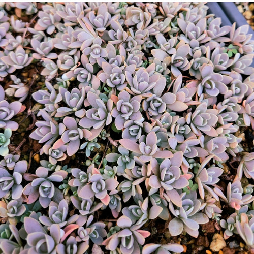 多肉植物セダム20種類 各5カットずつ【育成説明書付】 多肉植物 多肉屋