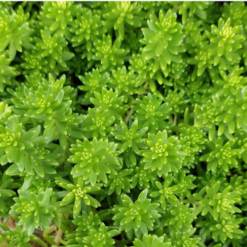 多肉植物セダム20種類 各5カットずつ【育成説明書付】 多肉植物 多肉屋