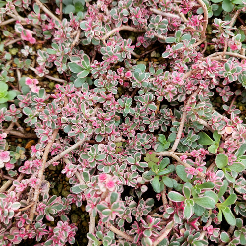 多肉植物セダム20種類 各5カットずつ【育成説明書付】 多肉植物 多肉屋
