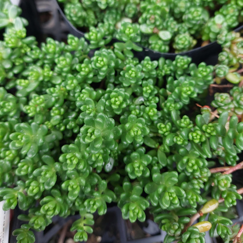 多肉植物セダム20種類 各5カットずつ【育成説明書付】 多肉植物 多肉屋