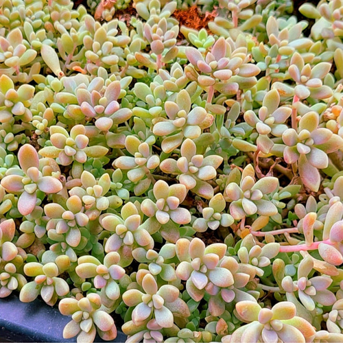 多肉植物セダム20種類 各5カットずつ【育成説明書付】 多肉植物 多肉屋