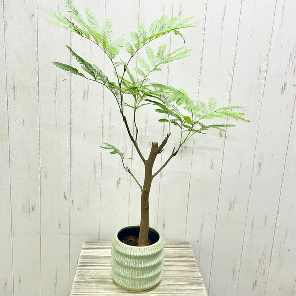 極幹太 二股エバーフレッシュ m71912901365_1.jpg?1757111447