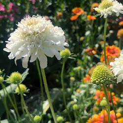 ヒペリカム ゴールドフォーム 抜き苗 一株 その他素材 mofrin 通販