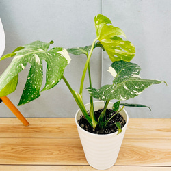 現品］☆初出品☆ 4番 キンコウボク 6号 観葉植物 屋外 珍しい