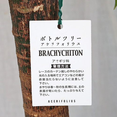 ボトルツリー　M2　８号　高さ125ｃｍ 送料無料 観葉植物 ボトルツリー ブラキキトン アケリフォリウス
