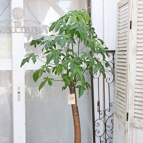送料無料 観葉植物 ボトルツリー ブラキキトン アケリフォリウス