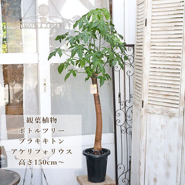 ボトルツリー　ブラキキトン　巨大なため引き取り限定でお願いします