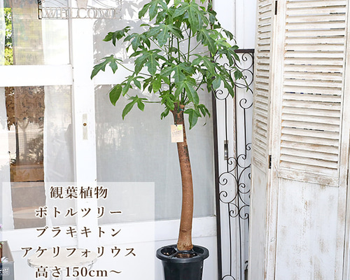 送料無料 観葉植物 ボトルツリー ブラキキトン アケリフォリウス