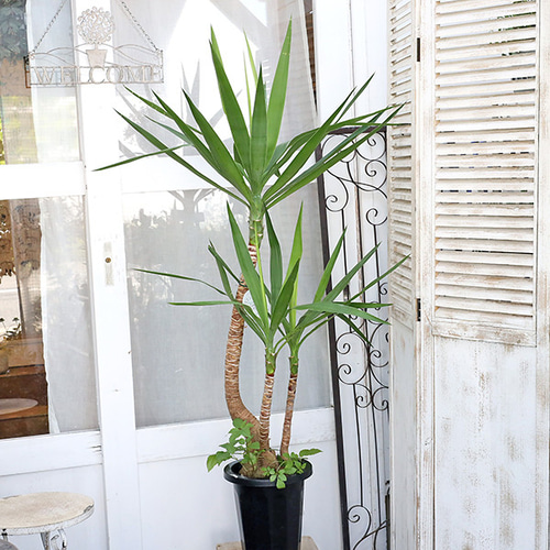 送料無料 観葉植物 ユッカエレファンティペス 8号 高さ150cm 青年の木