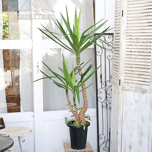 送料無料 観葉植物 ユッカエレファンティペス 8号 高さ150cm