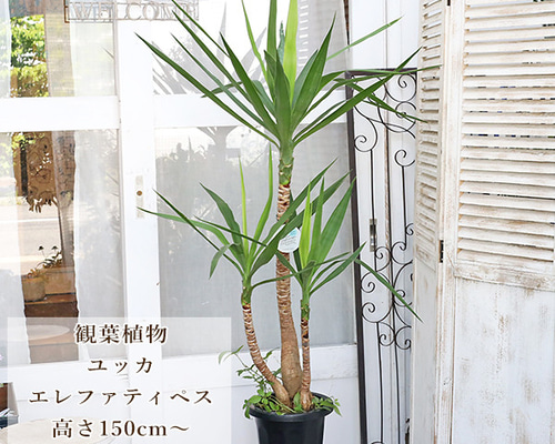 ①　ユッカ　エレファンテイペス　８号　4本植え　美形　最高等級 観葉植物 本物 ユッカ・エレファンティペス 8号鉢 寒さに強い