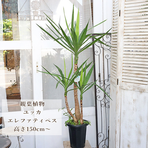 送料無料 観葉植物 ユッカエレファンティペス 8号 高さ150cm