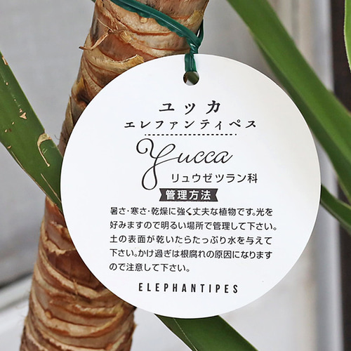 送料無料 観葉植物 ユッカエレファンティペス 8号 高さ150cm