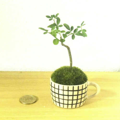 POTOCO 黄梅 ウメ 陶器鉢 植物 チェック 鉢 観葉植物 かわいい 盆栽