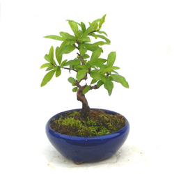 紫杜松　むらさきとしょう　盆栽　小品盆栽　か　幅22センチ 紫杜松 むらさきとしょう さし芽から10年程度育てたものです