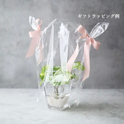 ポトス 斑入り フェイクグリーン ガラスベース  観葉植物 卓上 玄関 リビング キッチン お手入れ不要 インテリア 8枚目の画像