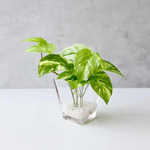 ポトス 斑入り フェイクグリーン 観葉植物 ガラス花瓶 卓上グリーン