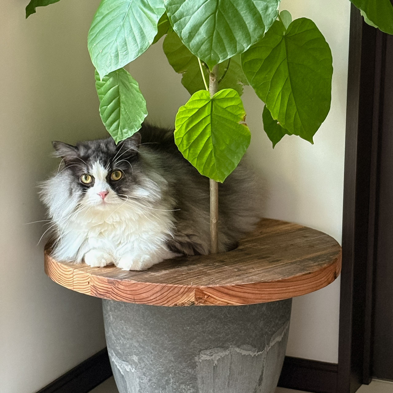 ＼送料無料／[Old Planter Table]プランターテーブル 天板 蓋 植物鉢 ディスプレイ 古材足場板‐48‐