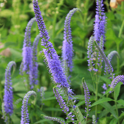 ヒペリカム ゴールドフォーム 抜き苗 一株 その他素材 mofrin 通販