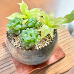 多肉植物　ブルークラウド　 抜き苗　エケベリア 多肉植物 ブルークラウド 抜き苗 エケベリア