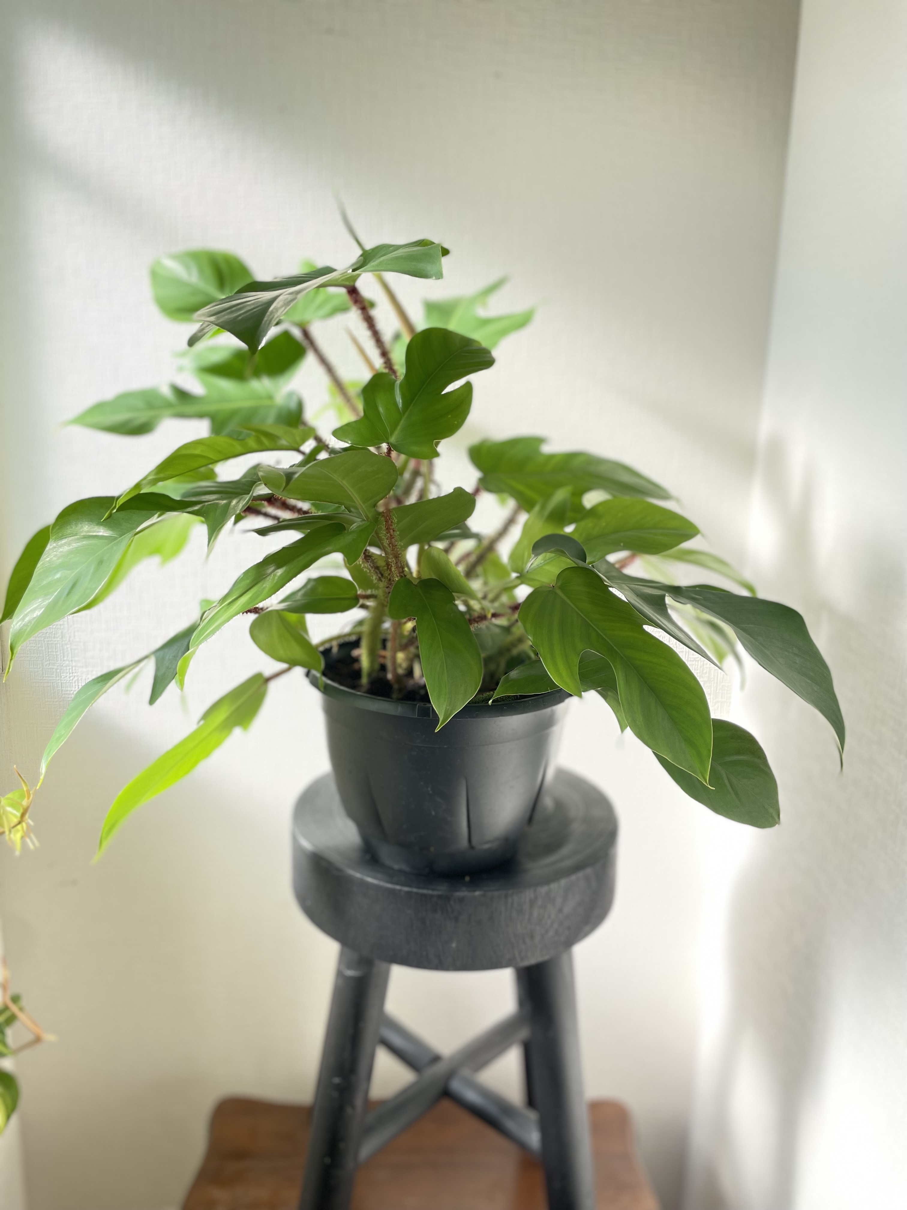 フィロデンドロンスクアミフェルム　観葉植物