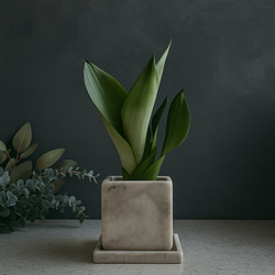 ○現品○新作○希少品種 ”フィカス・バンビーノ（曲がり幹）鉢